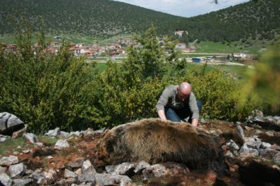 Δηλητηριασμένη αρκούδα στους Ψαράδες Πρεσπών