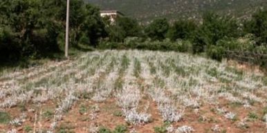 Σχέδιο δράσης για το τσάι του βουνού της Πρέσπας